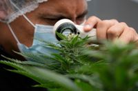 Cannabis legaliseras i Tyskland. Arkivbild.