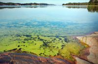 Skärgårdshavet lider bland annat av återkommande algblomningar som en följd av övergödningen. En orsak är belastningen från jordbruk i sydvästra Finland.
