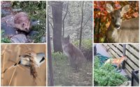 Våra läsare skickade in en hel del olika djurbilder.