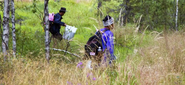 Polisen misstänker att tiotals thailändska bärplockare i Finland fallit offer för människohandel, och ambassaden i Bangkok har nu pausat visumen för dem som vill komma till Finland för att plocka bär. Bilden är från 2013 och har inte med fallet att göra.