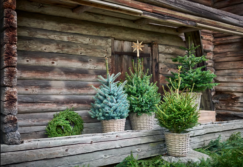 Nu kommer julblommorna julstjärnor i exotiska färger lockar redan i
