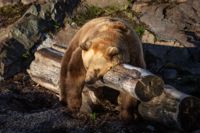 Under de senaste veckorna har Högholmens två björnhonor varit ganska trötta och mest slumrat under dagarna.