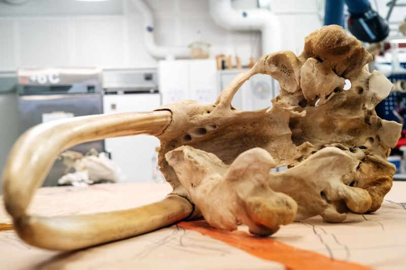 Valrossen Stenas skalle ligger på verkstadsbord på Naturhistoriska museet i Helsingfors.