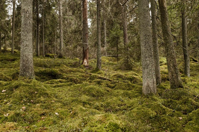 Var nionde art i Finlands natur är hotad. Ska vi hejda utarmningen behöver mer skog skyddas, men framför allt behöver en större del av den brukade skogen hanteras på ett mer skonsamt sätt, bedömer många ekologer.
