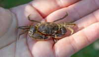 En vitfingrad brackvattenskrabba eller Rhithropanopeus harrisii.