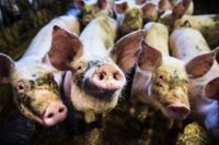 Sedan 2011 har Europas länder minskat sin försäljning av antibiotika till djur med nästan hälften. Arkivbild