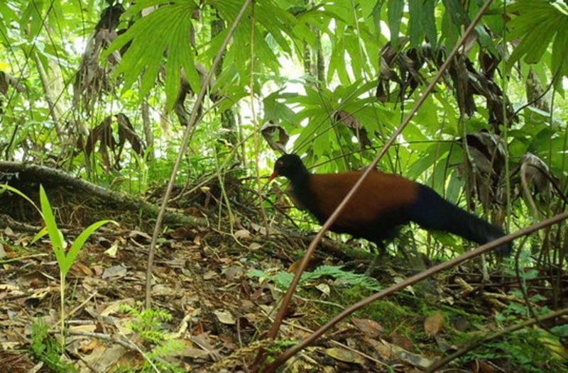 Den svartnackade fasanduvan fångad på bild på en avlägsen ö i Papua Nya Guinea.