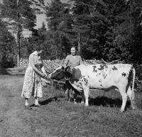 Gunvor Bäckström, Svea Nyman och kon Rosa på Lövkulla gårds ägor. Fotot tillhör Thea Bromans privata samling och ingår i boken.