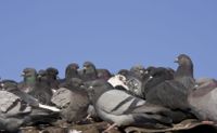 PROBLEMATISK. Duvorna ställer till det på Lundis takparkering. Varuboden Osla har prövat det mesta för att skrämma bort fåglarna men det enda som har någon effekt är att skjuta fåglarna.