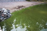 SOMMARENS GISSEL. Blågröna alger har konstaterats på fem badstränder i östra Nyland.