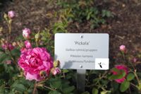 Ursprungsart. 'Pickala' är en fyndros från Pickala gård i Sjundeå som planterades i rosariet 2016. Etablerade växtnamn skrivs inom halva citationstecken. Den lilla dekalen på skylten visar att rosen ingår i Naturresursinstitutets växtresurser.