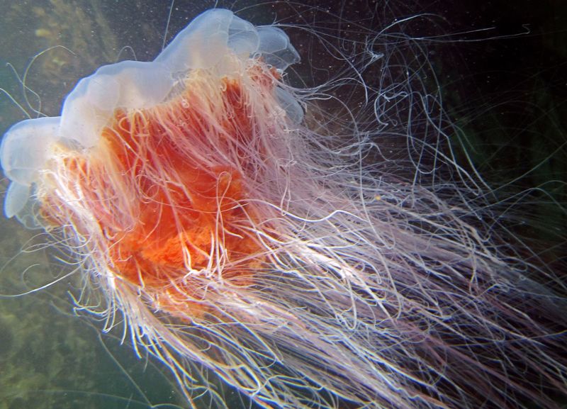 En brännmanet vid den norska kusten.