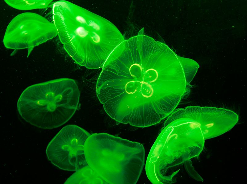 Maneter saknar hjärna, ögon och många andra organ som finns hos de flesta andra djur. Vissa arter är giftiga, men oftast är de hjälplösa när de angrips av rovdjur.