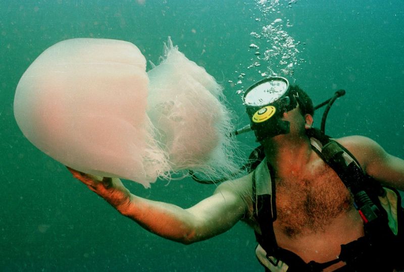 En dykare vänslas med en stor manet utanför Libanons kust i Medelhavet.