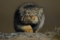 PALLASKATT. Det lilla kattdjuret förekommer bara i Centralasien. Djuret har fått namn efter den tyske naturforskaren Peter Simon Pallas som beskrivit arten och gett den dess vetenskapliga namn Otocolobus manul. Bilden är från den tibetanska högplatån i Qinghai, Kina.