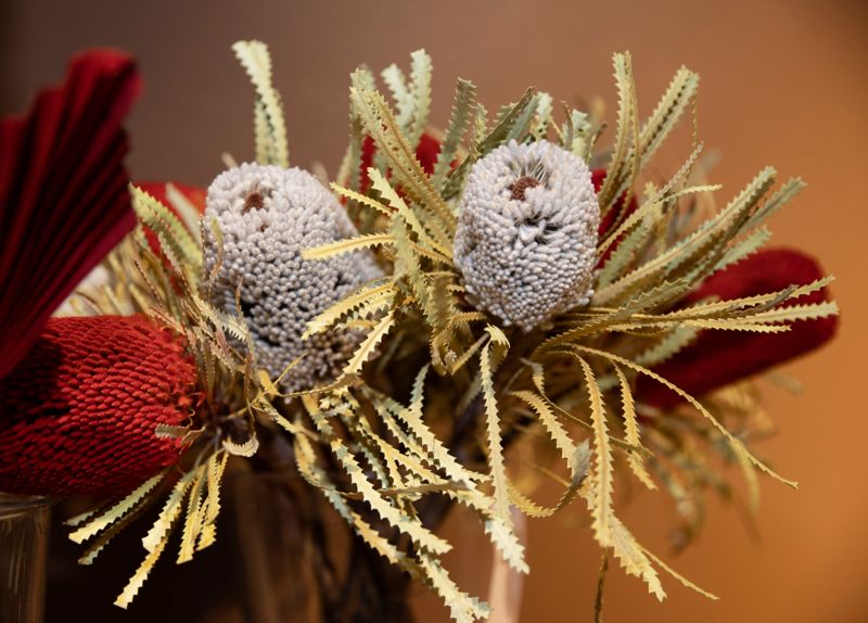 Vitt och rött är julens klassiska favoritfärger, också i nya trendblommor som banksia.