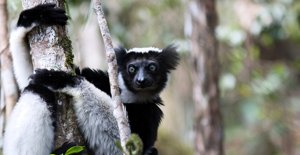 Indrin är ett av de djur som bara finns på Madagaskar och är akut hotad. Arkivbild.