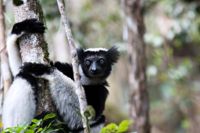 Indrin är ett av de djur som bara finns på Madagaskar och är akut hotad. Arkivbild.