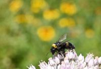Natur- och miljöskydd kan inte vara en bisak när människan ska stoppa utarmningen av den biologiska mångfalden i naturen. Kunming–Montreal-avtalet är det mest ambitiösa i sitt slag.