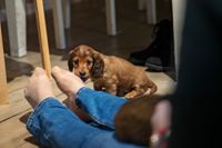 Hundar som föds efter årsskiftet måste förses med mikrochip inom tre månader.