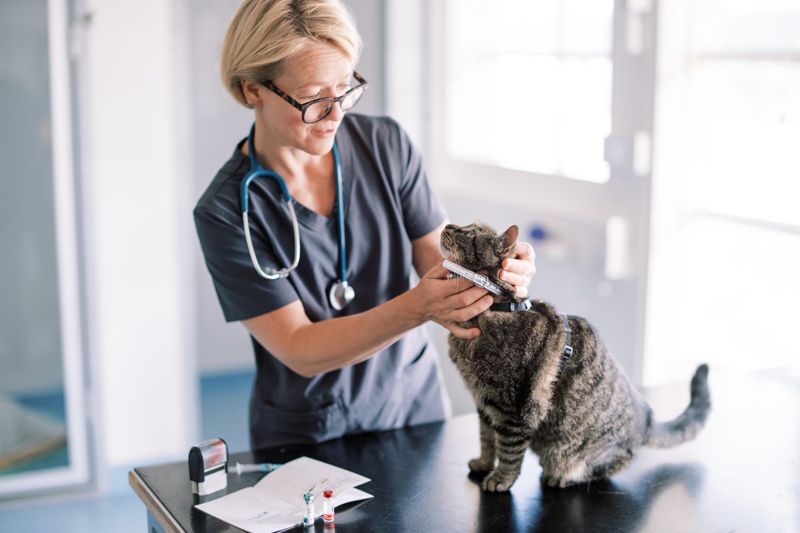 Chita Wahlroos jobbar som veterinär på djurkliniken Avec i Borgå.