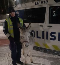 Polisen fotograferade händelsen i natt och skrev på Twitter: ”I natt i Lojo påträffade polisen en åsna men inte tre vise män”.