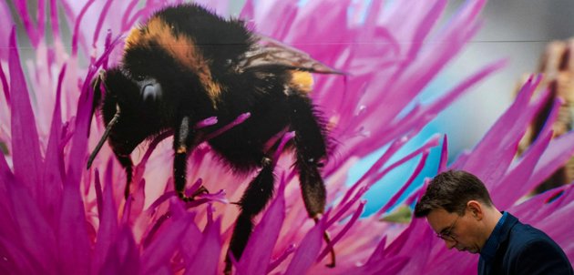 En delegat på COP15, som till slut lyckades ro i hamn en överenskommelse om att skydda 30 procent av jordens land- och vattenyta.