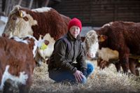 Anna Alm bland sina kor på Mörby gård i april 2020.