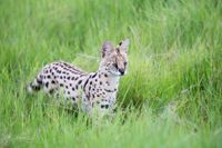 Savannahkatten är en korsning mellan serval och tamkatt. På bilden en serval i Kenya.