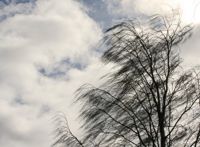Meteorologiska institutet varnar för att träd kan falla i blåsten under torsdagen.