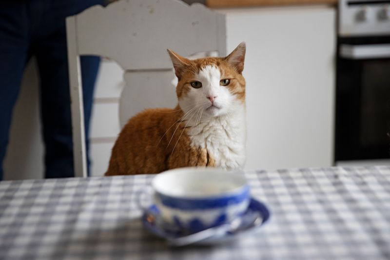 I bilden på katten Felix läser jag in mänskliga känslor. Blänger han på mig med förakt eller filosoferar han över livets goda?