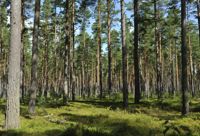 Finlands tallskogar har inte vuxit lika mycket som tidigare. Det har minskat den finska skogens förmåga att ta upp koldioxid, vilket försvårar för Finland att nå klimatmålen.