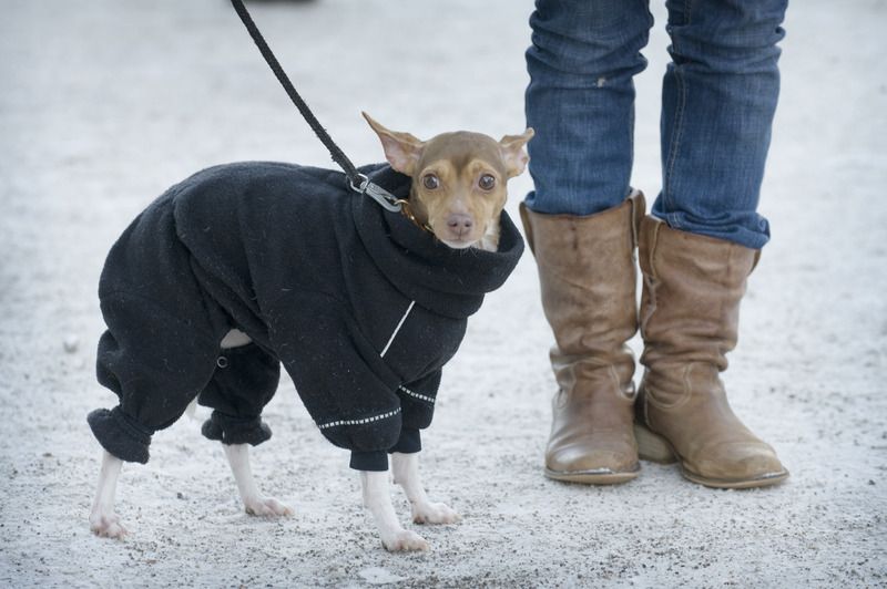 Thea Kurttila rekommenderar inte att ta med hunden till fyrverkeriuppvisningar. Arkivbild.