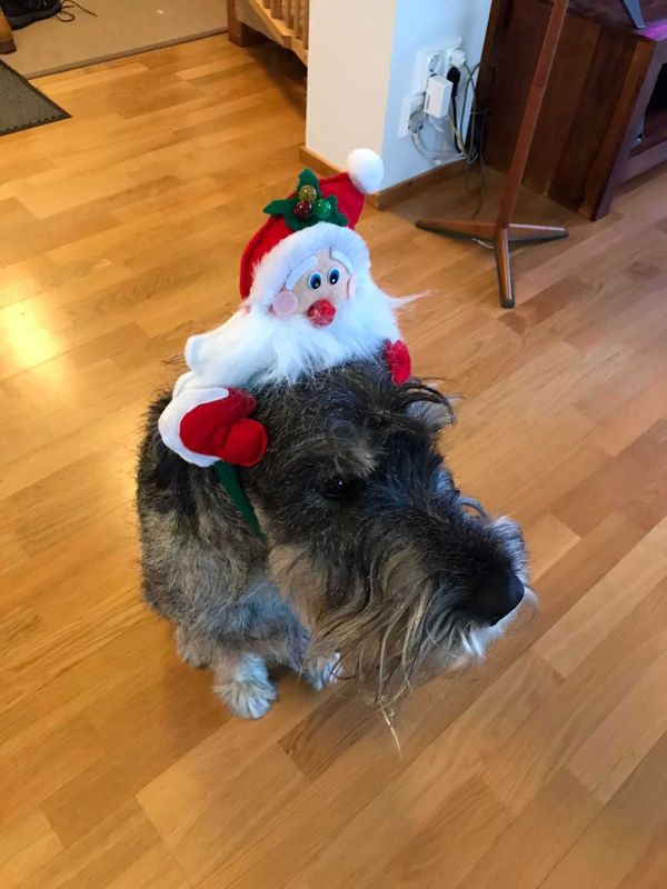 "Utan en julpyntad Morris blir det ingen jul hemma hos oss."