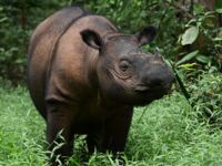 Sumatranoshörningen är jordens kanske mest hotade djurart. Bara cirka 90 individer finns kvar i det vilda, plus tio i fångenskap. Den här hannen finns i ett inhägnat skyddsområde på södra Sumatra.