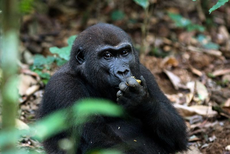 Västlig gorilla i Centralafrikanska republiken. Arten är akut hotad, liksom sin nära släkting, den östliga gorillan.