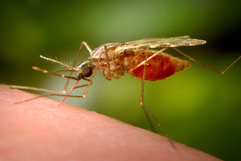 Hundratusentals människor dör varje år till följd av malaria, de flesta är barn under fem år på den afrikanska kontinenten. Men nu har forskare i Oxford tagit fram ett vaccin som uppges vara mycket effektivare än tidigare vaccin.