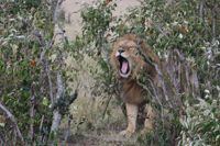 Lejon i Kenya.