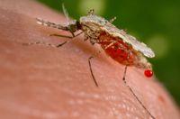 Myggan Anopheles stephensi är vad man kallar en biologisk vektor för spridningen av malaria, uttryckligen i stadsmiljöer. Larverna lever i vatten, sött eller salt. De vuxna honorna behöver suga blod från däggdjur för att kunna lägga ägg.