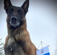 Polishunden Ogi belönades med livräddarvimpeln efter sin insats i Lojo.
