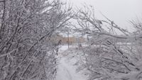 Den 7 december grydde med riklig snö på buskar och träd i Kokonterrängen.
