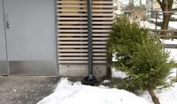 Den gamla granen ska ställas utanför sopskjulet under januari, så plockar sopbilschaufförerna upp dem när de nästa gång tömmer kärlet för bioavfall, eller på småhusområden kärlet för blandavfall.