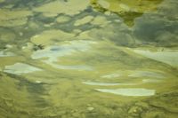 Våra vattendrag har skonats från grötliknande algblomningar. Det beror på sommarens varierande väder.
