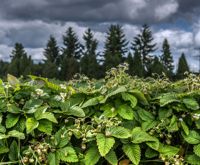 Olika stammar av parksmultron är bara en liten del av Naturresursinstitutets samling som omfattar över 650 stammar av bärväxter, fruktträd, grönsaker och örter.