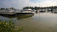 Grön gegga i Gäddvik, Esbo.