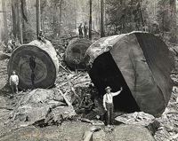 TRÄDMONSTER. Svenske fotografen A.W. Ericson har tagit många fantastiska fotografier över timmermän små som myror jämfört de enorma redwoodträden. Det här jätteträdet är avbildat vid Arcata och bilden ingår i Humbold State University's Special Collection.