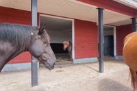 Egen plats. I ett aktivt stall är lösdrift som är planerad så att hästen ska kunna leva så naturligt som möjligt.