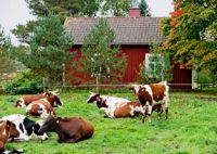 KLIMATSMARTA. Finländska kor betar gräs och binder kol.