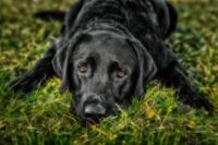 Labradorretriever.
