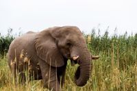 Från sommaren får man inte längre hämta delar av afrikansk elefant till Finland.